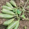 Cluster Sponge Gourd