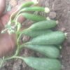 Cluster Sponge Gourd - Image 2