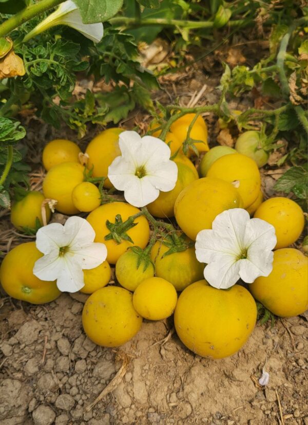 garden peach toamto harvested for seeds