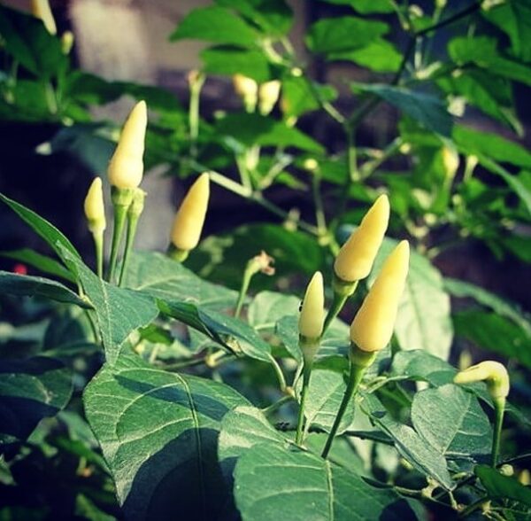 White Bird Eye (Khanthari) Chilli