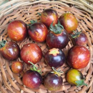 black strawberry tomato harvested in a basket