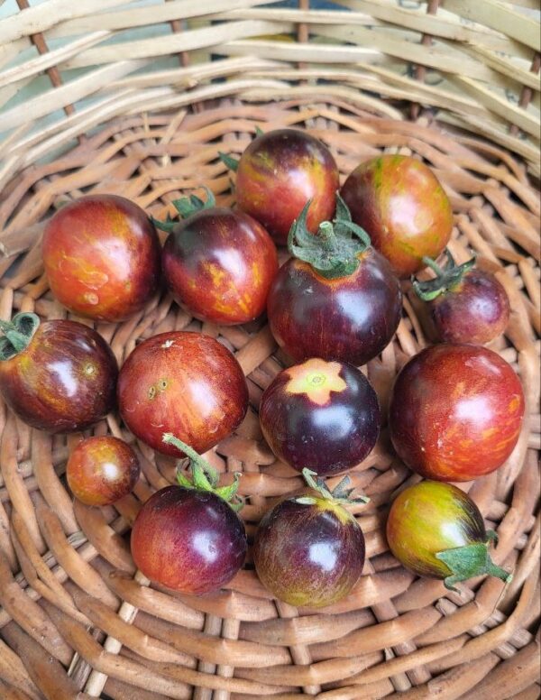 black strawberry tomato harvested in a basket