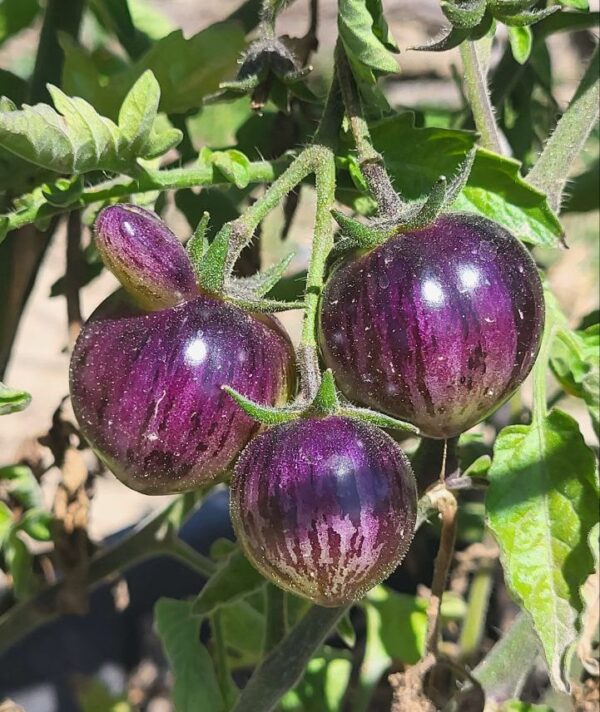 unripe black strawberry tomatoes