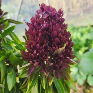 Close-up of vibrant Cardinal Basil plant with deep purple flower head and green leaves