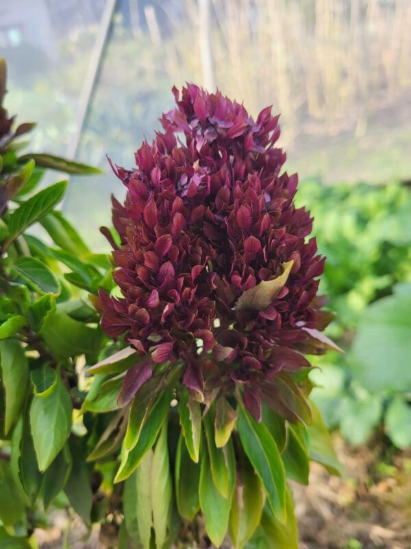 Close-up of vibrant Cardinal Basil plant with deep purple flower head and green leaves