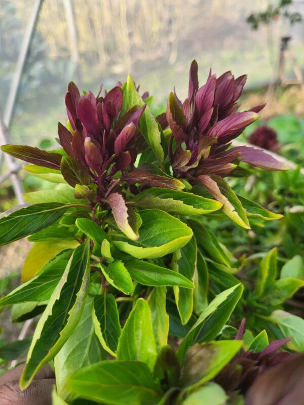 Cardinal Basil - Image 2