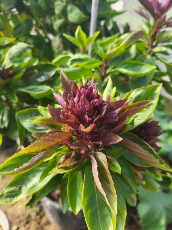 Cardinal Basil - Image 3