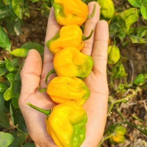 Close-up of 5 Yellow Habanero peppers in hand