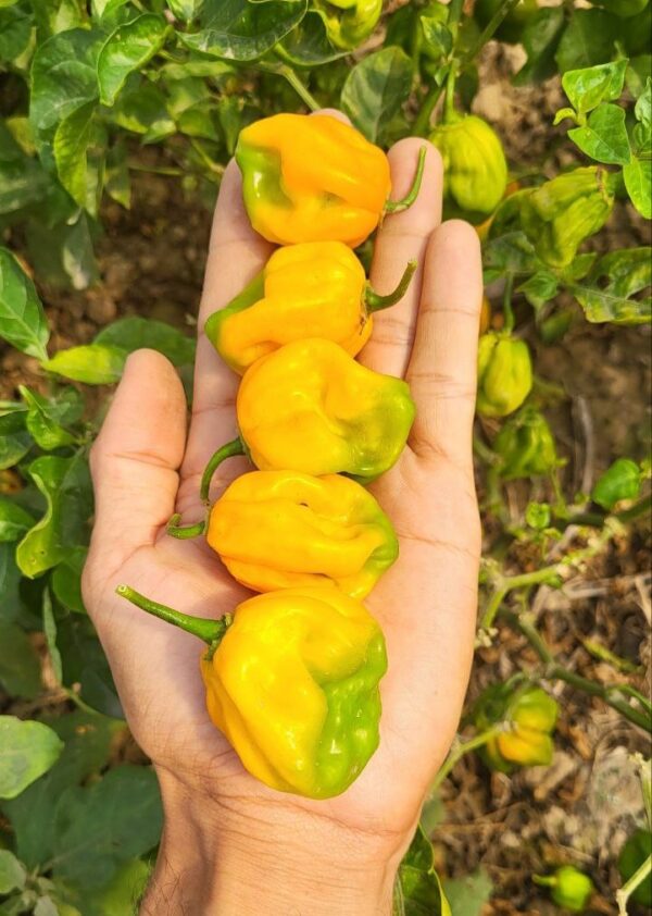 Close-up of 5 Yellow Habanero peppers in hand