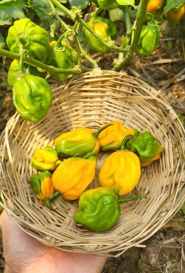 Vibrant Yellow Habanero peppers collected in rustic basket