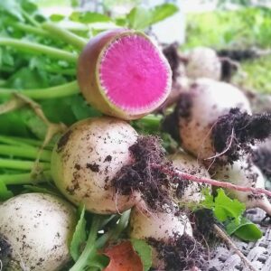 freshly harvested watermelon radishes
