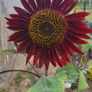 Close-up of Chocolate Cherry Sunflower showing rich red petals and velvety core