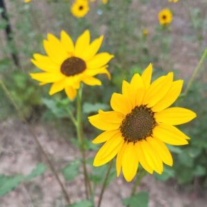 Golden Glow Sunflower (Helianthus debilis)