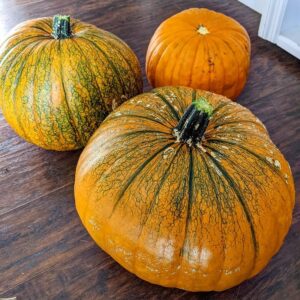 Pumpkin Halloween (Connecticut field pumpkins)