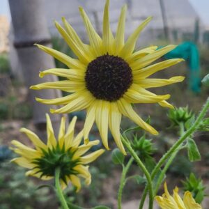 ice cream sunflower or vanilla ice sunflower blooming.