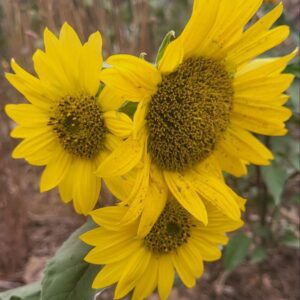 Sunflower Pacino Mix