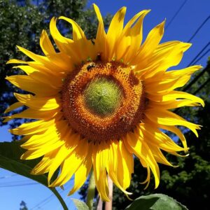 Tarahumara Sunflower
