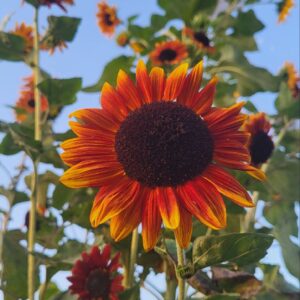 Sunset Fire Mix Sunflower