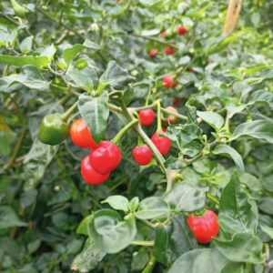 Dalle Khursani Chilli
