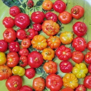 Trefle du Togo Tomato's bumper harvest