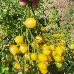 Barry's Crazy Cherry Tomato Seeds