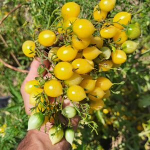 Barry's Crazy Cherry Tomato Seeds