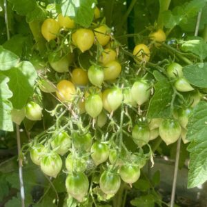 Barry's Crazy Cherry Tomato Seeds
