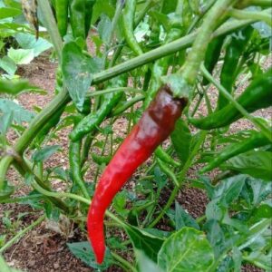 jwala chilli riped red long pods on plant
