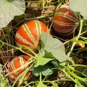 Lal Pari/Kajri Muskmelon