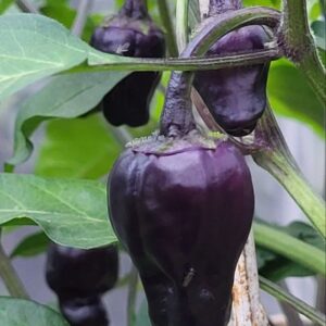 ShadowDrop Chilli