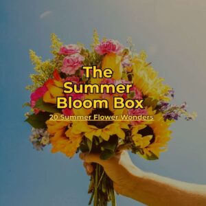 summer flowers seeds pack of 20 flowers