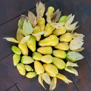 Tomatillo - Chupon de Malinalco