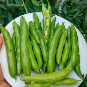 Broad Windsor Fava Bean Seeds