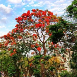 Gulmohar (Delonix regia) Tree
