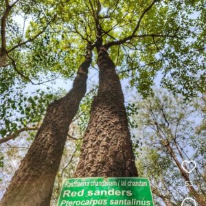 Lal Chandan (Red Sandalwood)