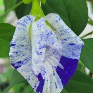 closeup of aparajita night sky flower