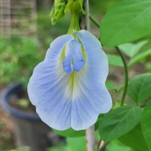 aparajita sky blue single petel flower blooming