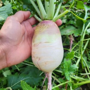 hand holding freshly harvested pusa purple radish