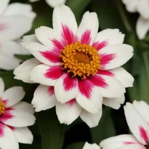 Zahara Starlight Rose Zinnia