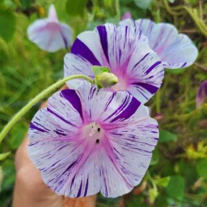 hand holding blue tiger morning glory blooms showing closeup