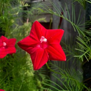 Cyprus Vine - Red Bloom