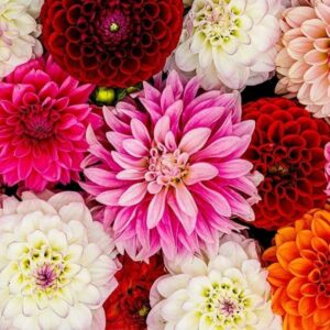dahlia unwins drawf booms
