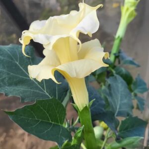 yellow double datura in full bloom at our farm