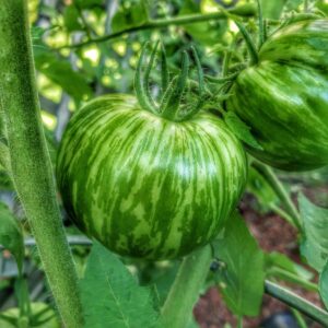 Green Zebra Tomato