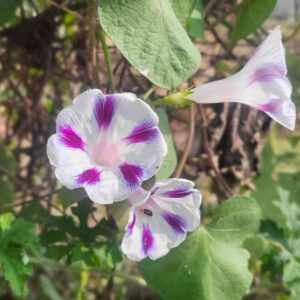 Morning Glory Milky Way