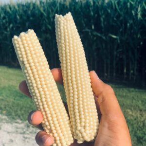 Pearly White Popcorn