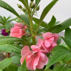 Cherry Blossom Balsam