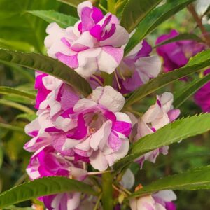 Purple Frost Balsam