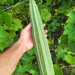 holding long ridge gourd