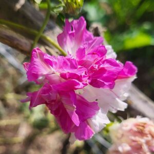 Morning Glory Shiva Hige